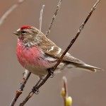 朱顶雀-缩略图-10