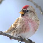 朱顶雀-缩略图-11