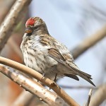 朱顶雀-缩略图-12