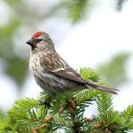 朱顶雀-缩略图-13