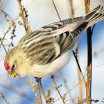 朱顶雀-缩略图-14