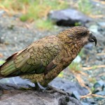 啄羊鹦鹉-缩略图-1