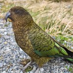 啄羊鹦鹉-缩略图-2