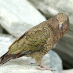 啄羊鹦鹉-缩略图-3