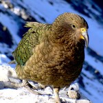 啄羊鹦鹉-缩略图-4