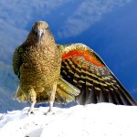 啄羊鹦鹉-缩略图-6