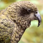 啄羊鹦鹉-缩略图-9