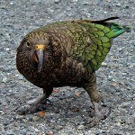 啄羊鹦鹉-缩略图-11