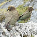 啄羊鹦鹉-缩略图-12