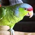 紫帽亚马逊鹦鹉-缩略图-1