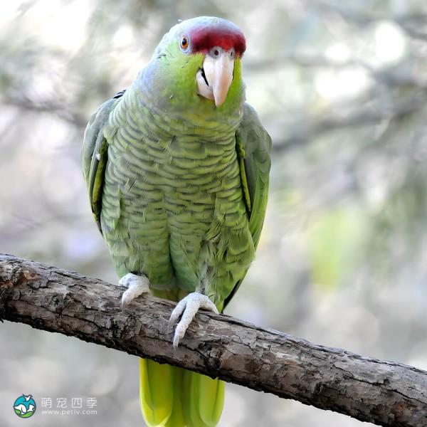 紫帽亚马逊鹦鹉-2