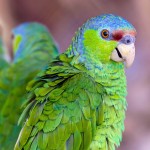 紫帽亚马逊鹦鹉-缩略图-3