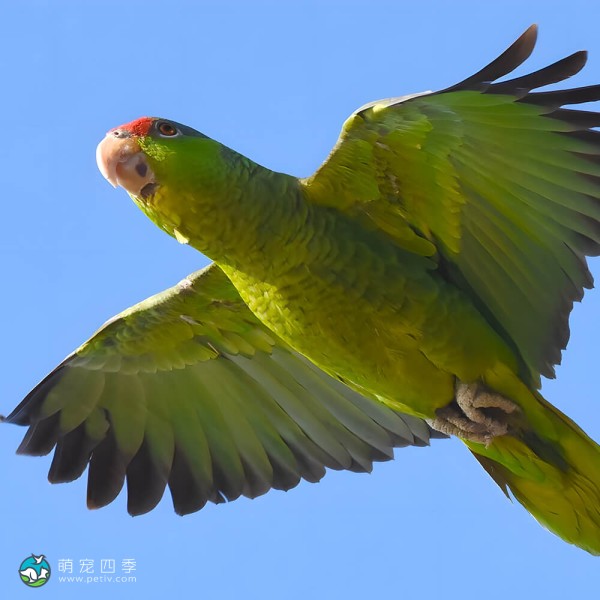 紫帽亚马逊鹦鹉-4