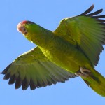 紫帽亚马逊鹦鹉-缩略图-4