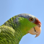 紫帽亚马逊鹦鹉-缩略图-5