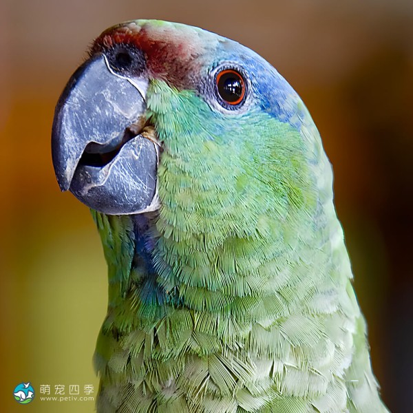 紫帽亚马逊鹦鹉-6