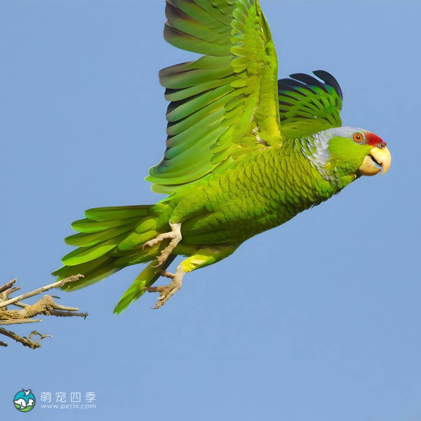 紫帽亚马逊鹦鹉-7