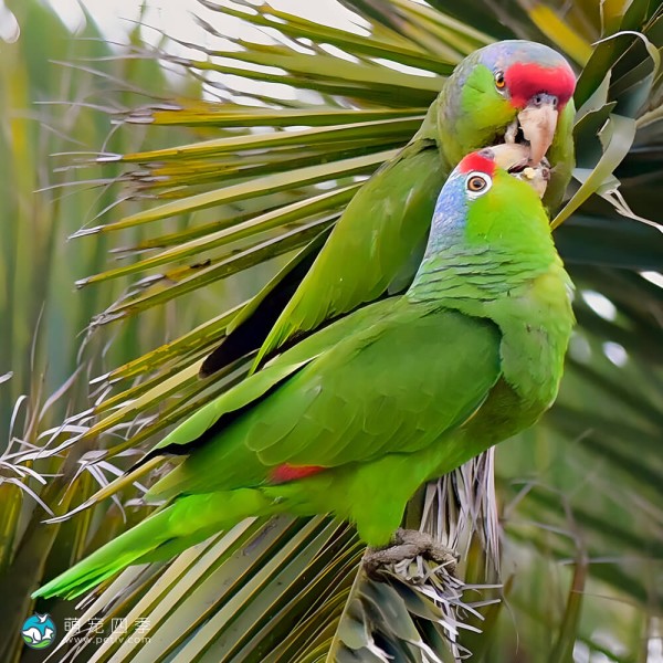 紫帽亚马逊鹦鹉-8