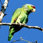 紫帽亚马逊鹦鹉-缩略图-9