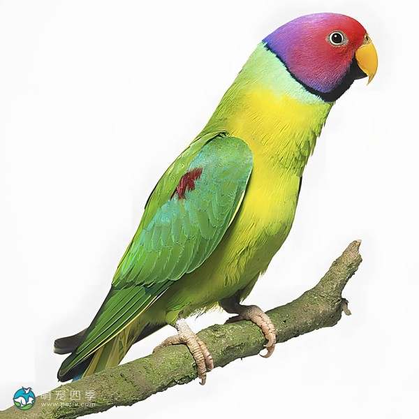 紫红头鹦鹉-1