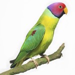 紫红头鹦鹉-缩略图-1