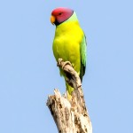 紫红头鹦鹉-缩略图-2