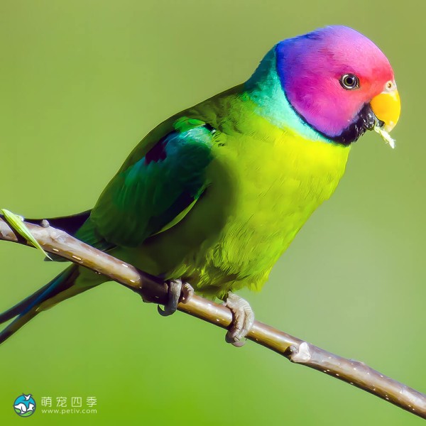紫红头鹦鹉-3