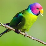 紫红头鹦鹉-缩略图-3