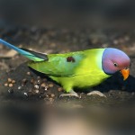 紫红头鹦鹉-缩略图-4