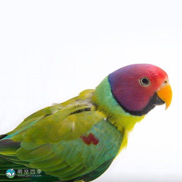 紫红头鹦鹉-5