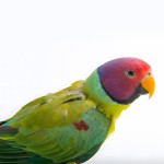 紫红头鹦鹉-缩略图-5