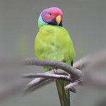 紫红头鹦鹉-缩略图-6
