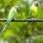 紫红头鹦鹉-缩略图-7