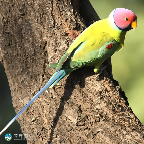紫红头鹦鹉-8