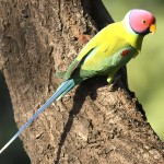 紫红头鹦鹉-缩略图-8