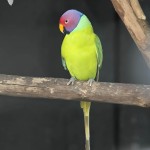 紫红头鹦鹉-缩略图-9