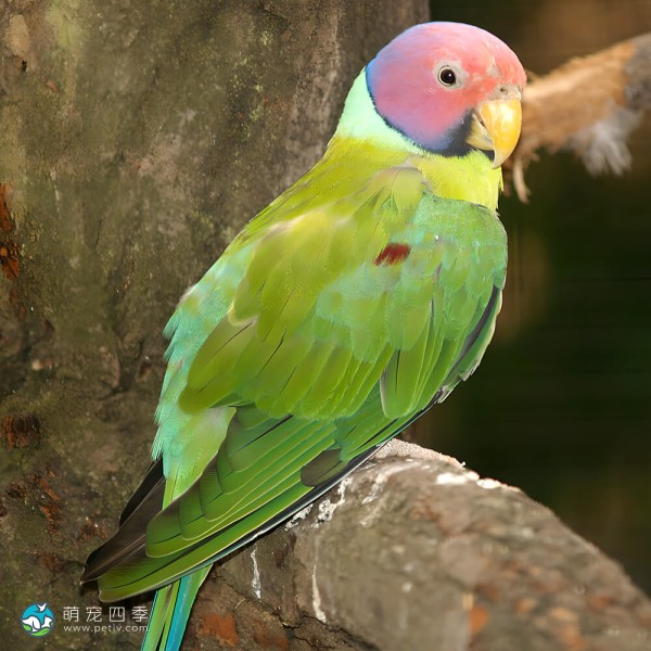 紫红头鹦鹉-10