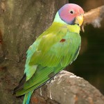 紫红头鹦鹉-缩略图-10