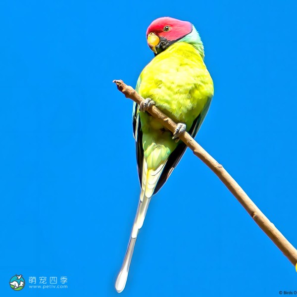 紫红头鹦鹉-11