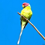 紫红头鹦鹉-缩略图-11