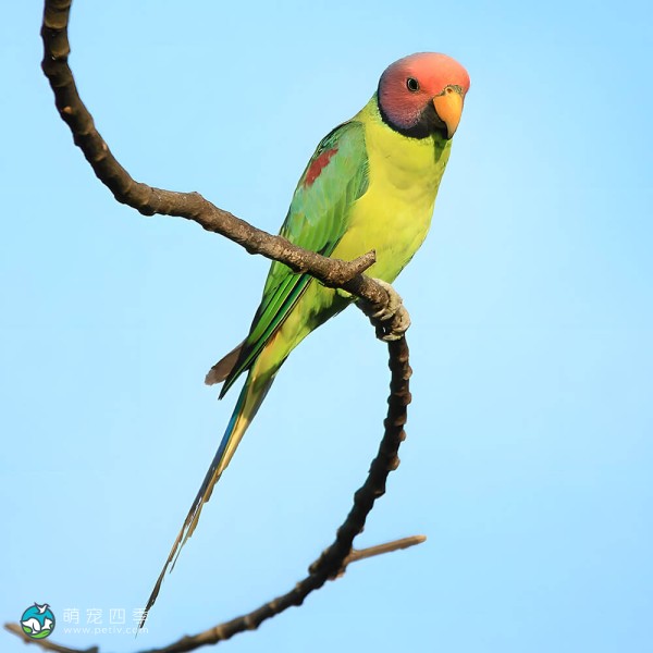 紫红头鹦鹉-12