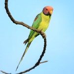 紫红头鹦鹉-缩略图-12