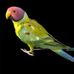 紫红头鹦鹉-缩略图-13