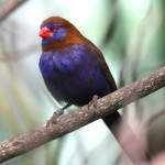 紫蓝饰雀-缩略图-1