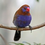 紫蓝饰雀-缩略图-2