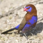 紫蓝饰雀-缩略图-3