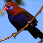 紫蓝饰雀-缩略图-4