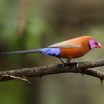 紫蓝饰雀-缩略图-6