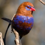 紫蓝饰雀-缩略图-8