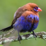 紫蓝饰雀-缩略图-9